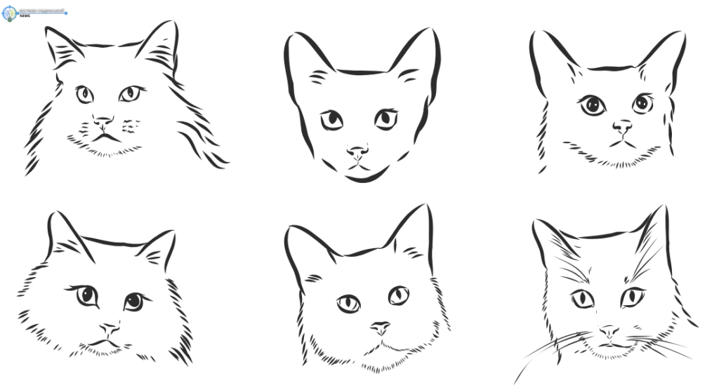 Приклади голови кота