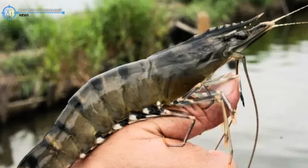 Мангровые креветки